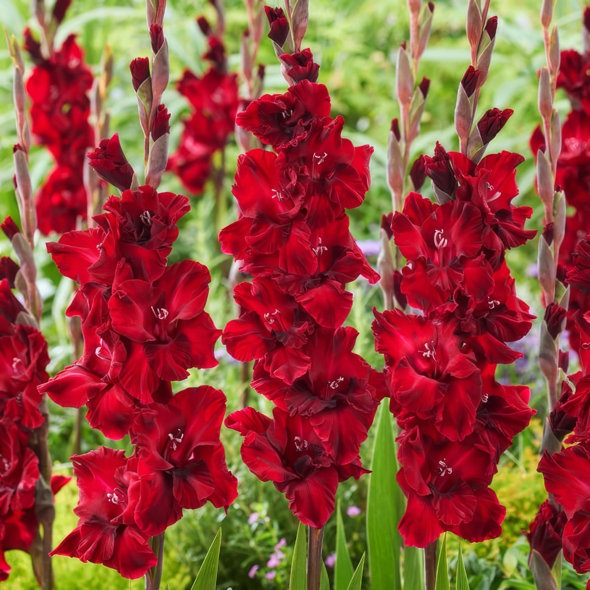Gladioli Barcelona Pkglabar - Garden Express Australia