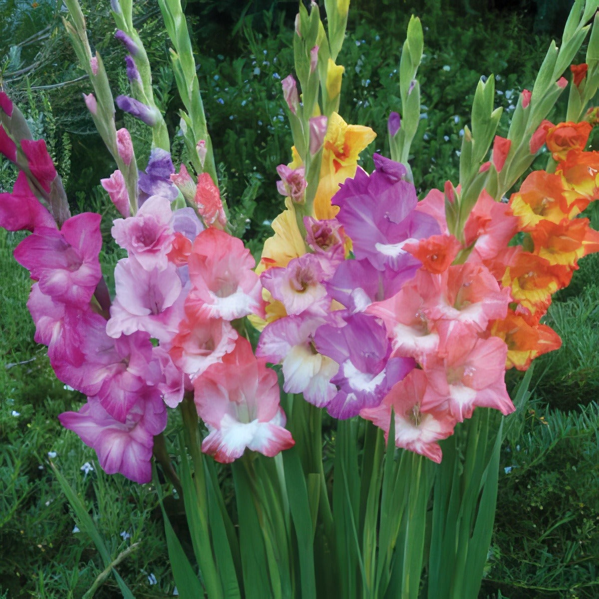 Gladioli Bi Colour 2018 Pkglabcb - Garden Express Australia