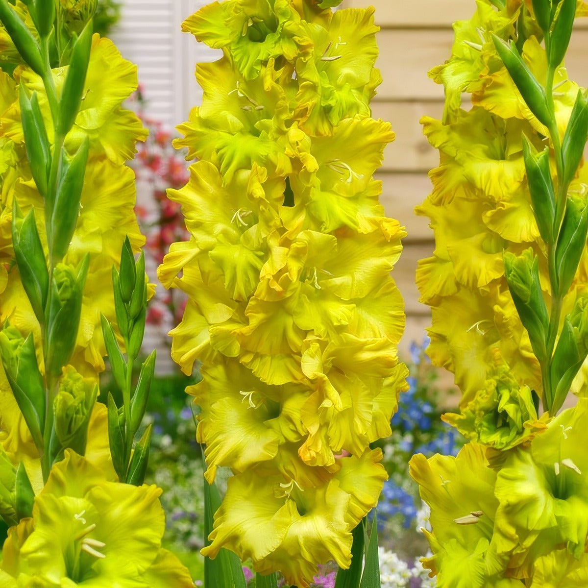 Gladioli Blitz Pkglabli - Garden Express Australia