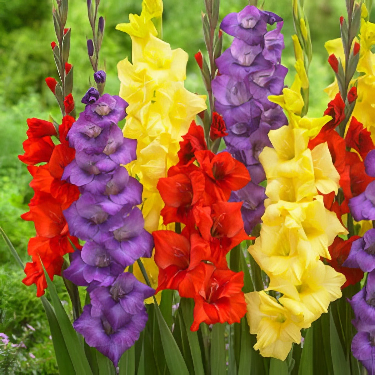Galdioli Carnival Blend - Garden Express Australia