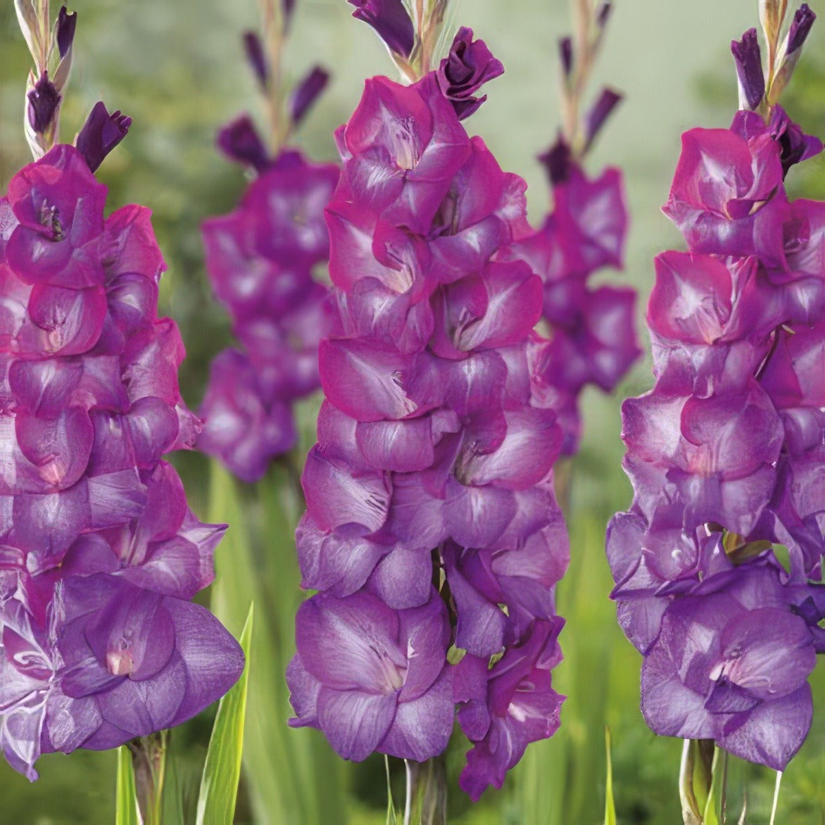 Gladioli Chemistry Pkglache - Garden Express Australia