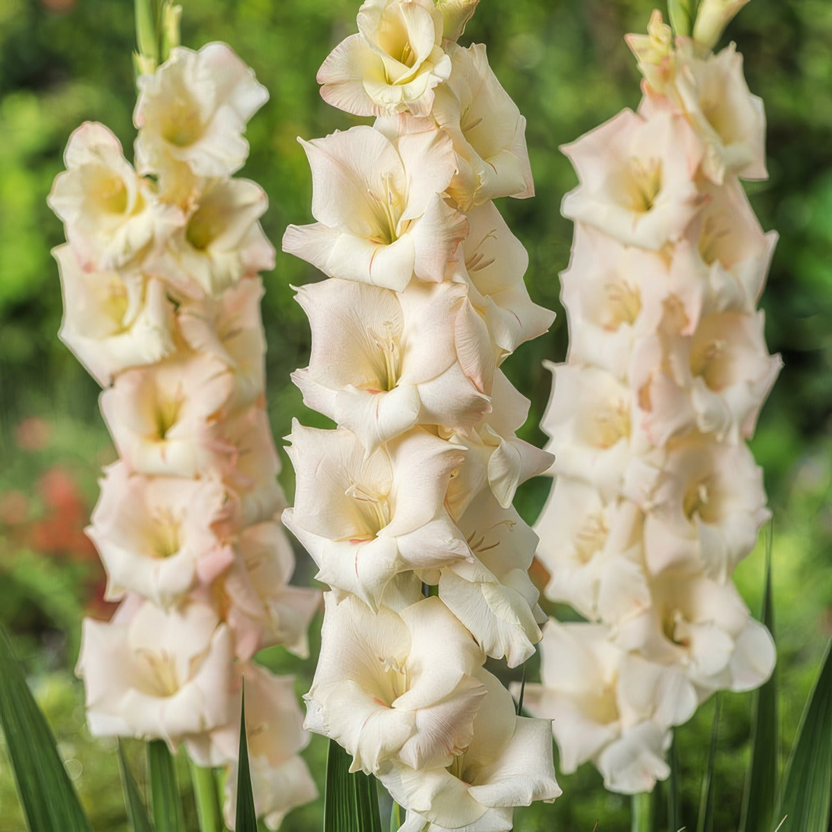 Gladioli Cream Perfection 2024 Pkglacpe - Garden Express Australia
