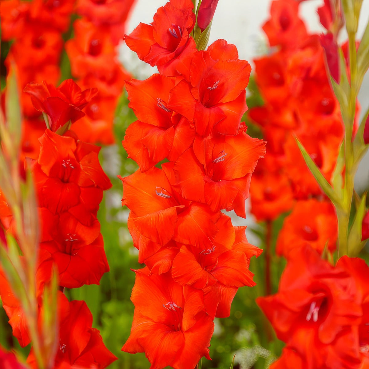 Gladioli Dador De Pan Pkgladdp - Garden Express Australia