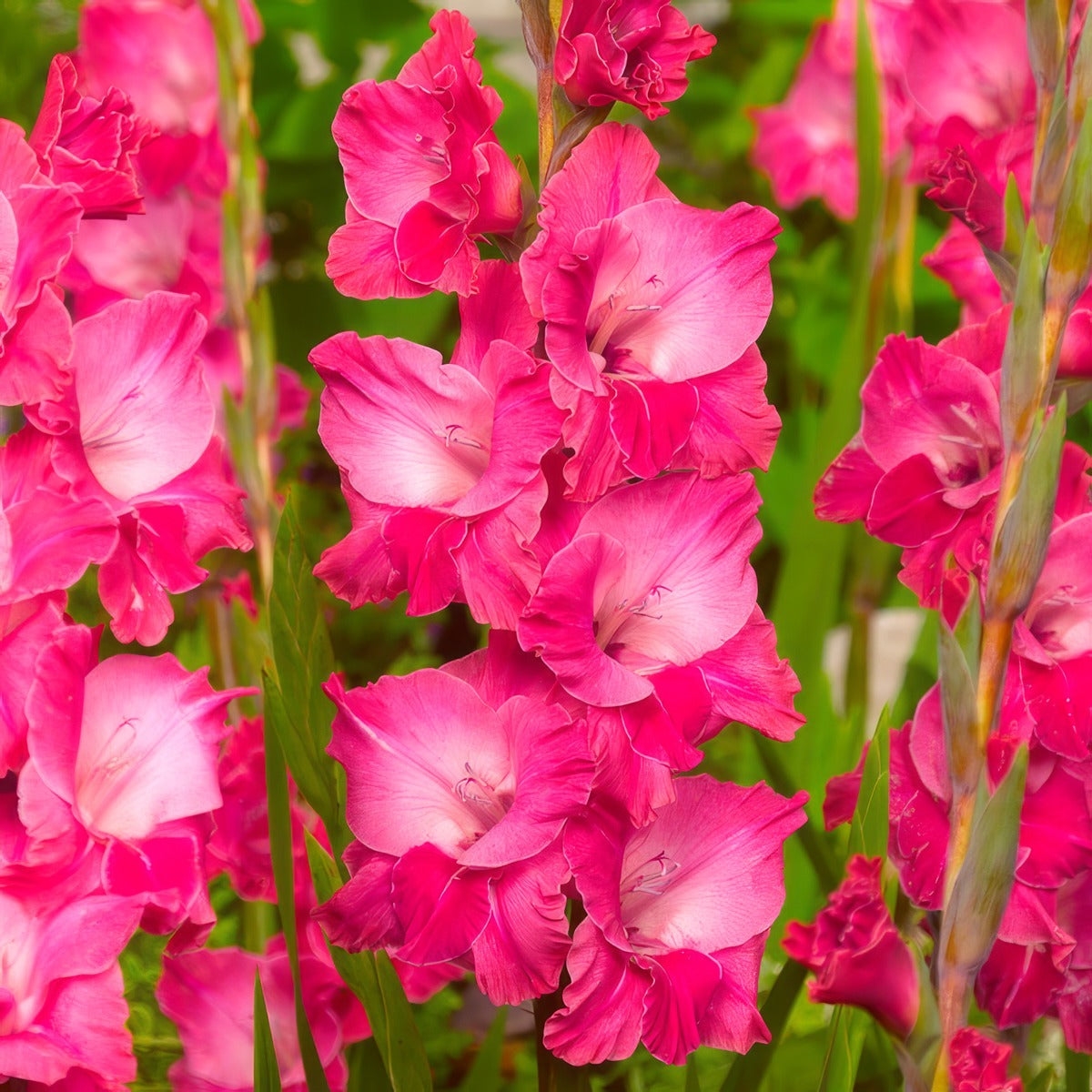 Gladioli Fairytale Pink Pkglafpi - Garden Express Australia