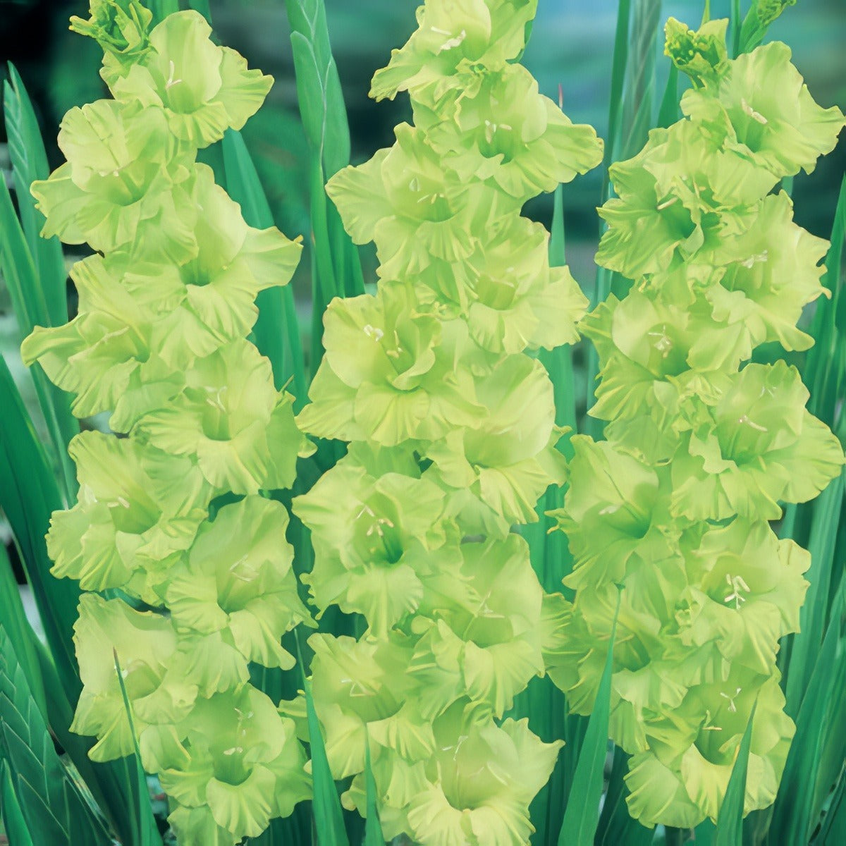 Gladioli Green Star Pkglagst - Garden Express Australia