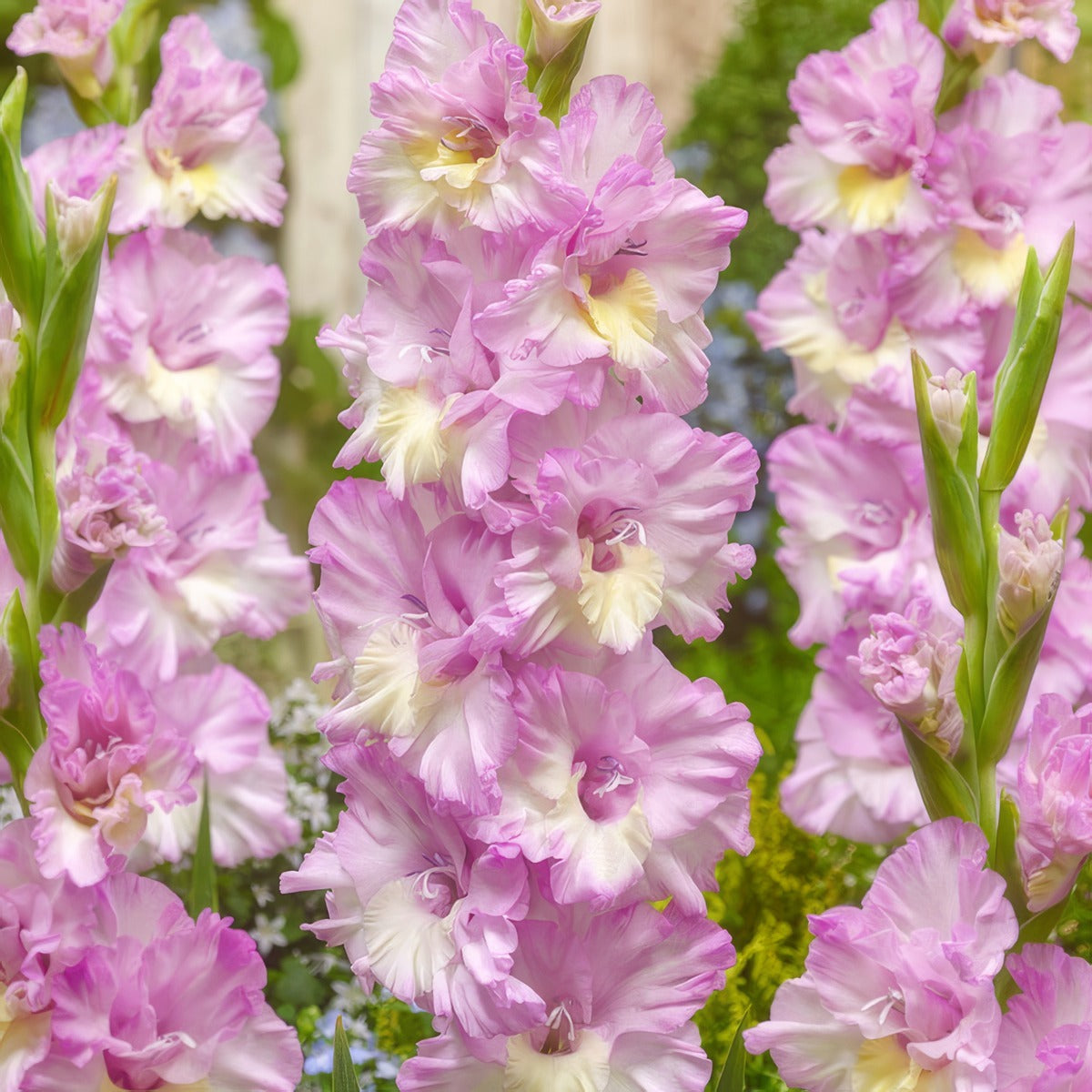 Gladioli Magenta Princess Pkglampr - Garden Express Australia
