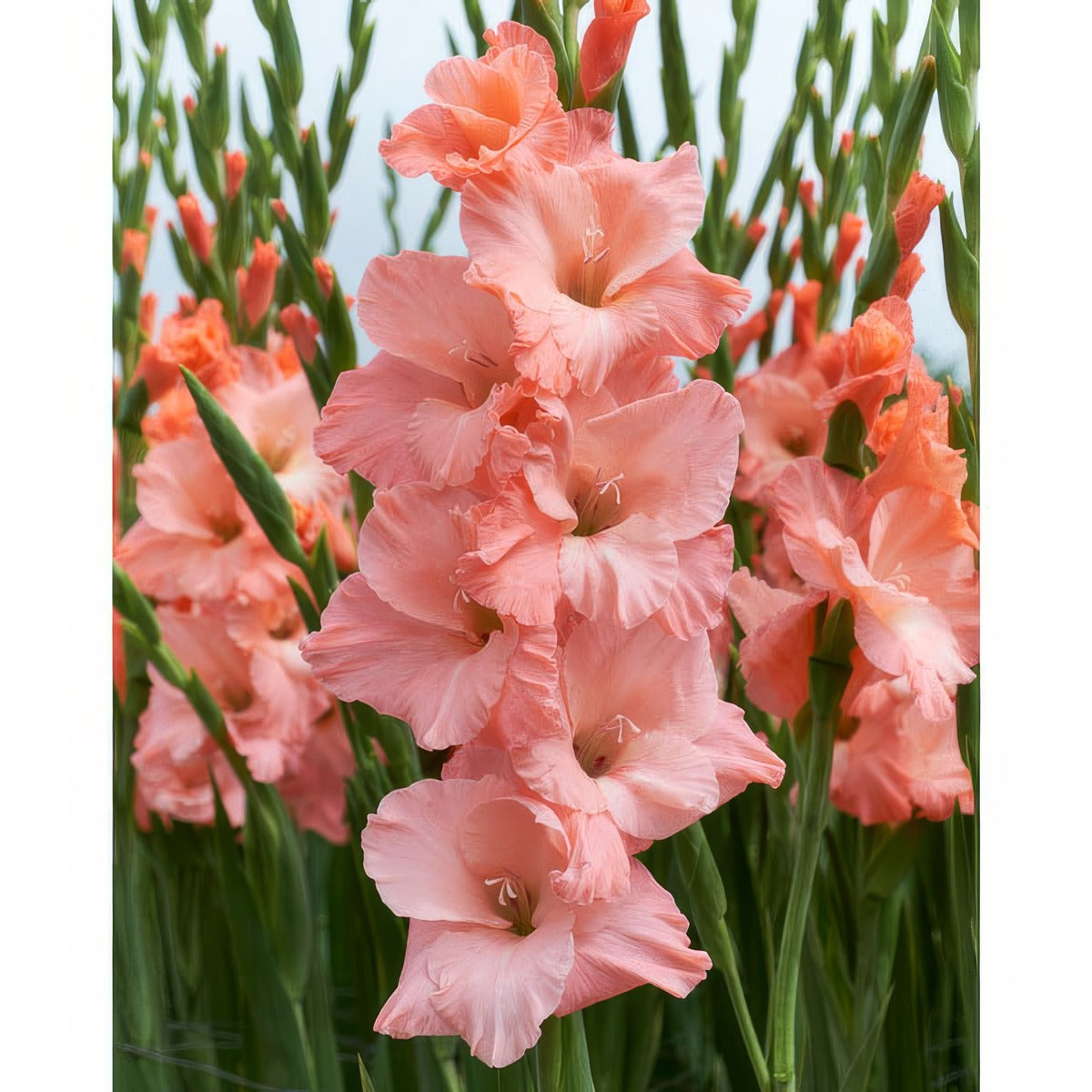 Gladioli Oasis Pkglaoas - Garden Express Australia
