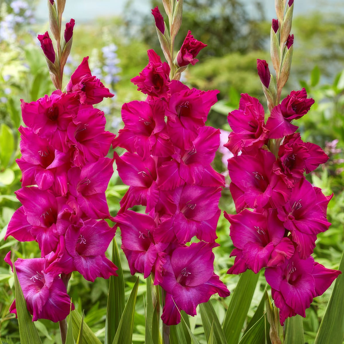 Gladioli Palermo Pkglapal - Garden Express Australia