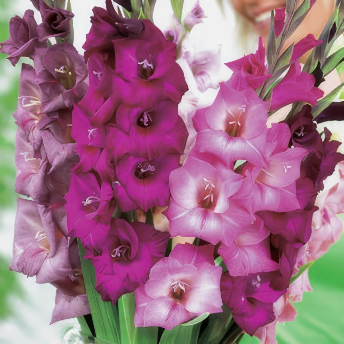 Gladioli Passion Blend Bulglapas - Garden Express Australia
