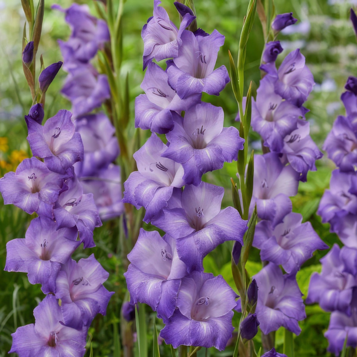 Gladioli Performer 2026 Pkglaper - Garden Express Australia
