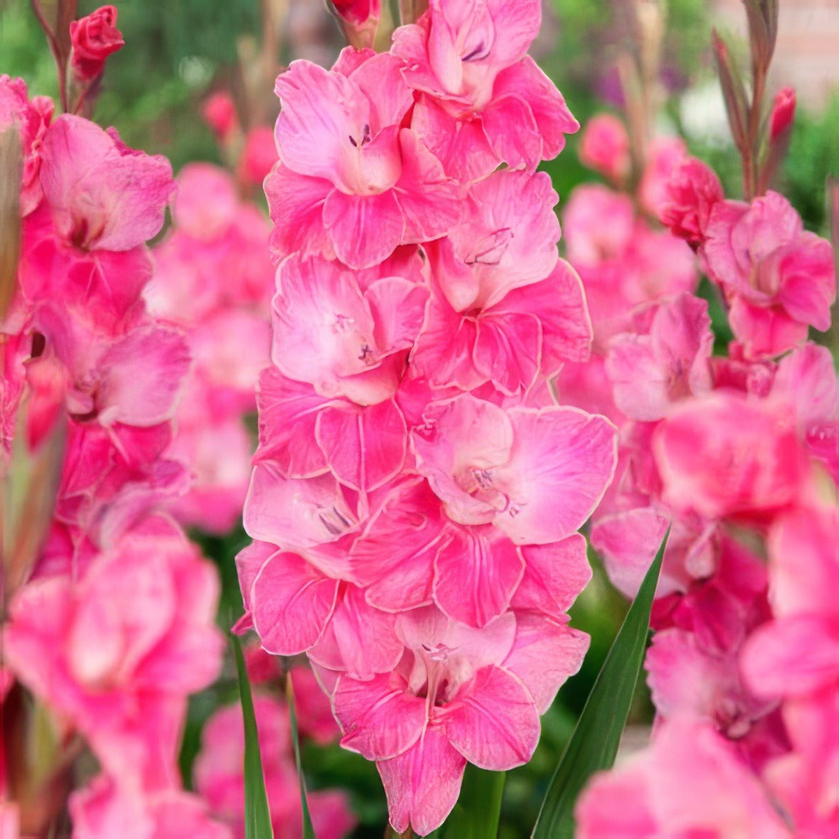 Gladiolus Pink Event Pkglapev - Garden Express Australia