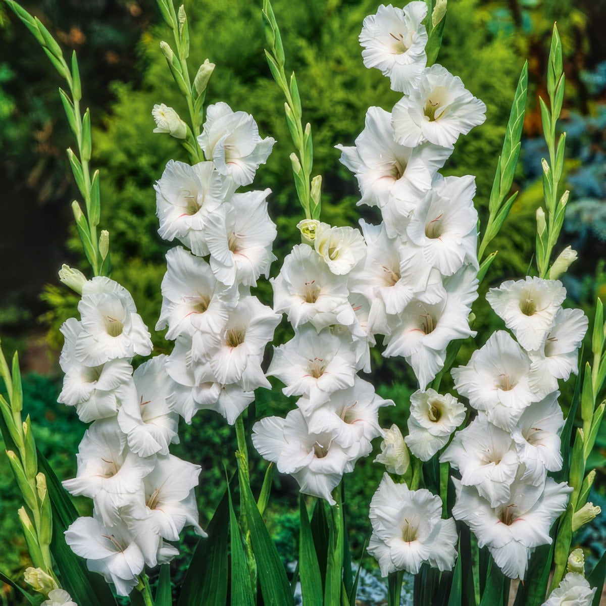 Gladioli Sicilie Pkglasic - Garden Express Australia