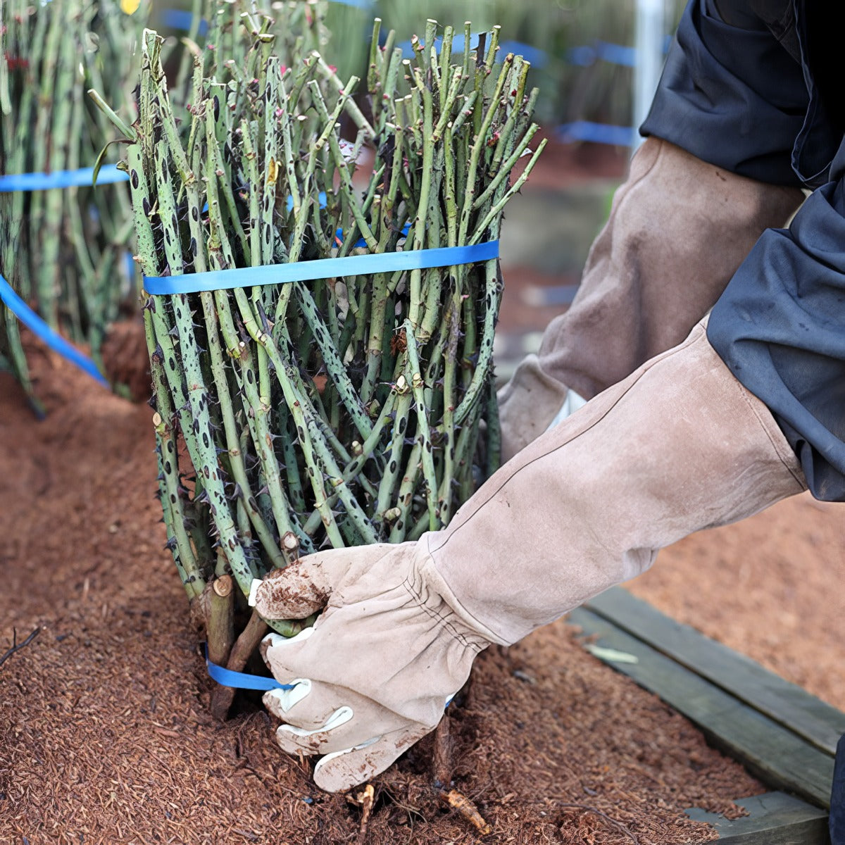 Leather Pruning Gloves - Garden Express Australia