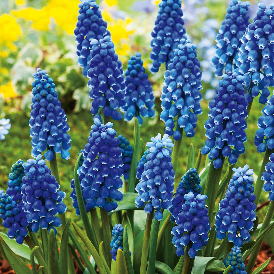 Grapehyacinth Blue Pkghyblu - Garden Express Australia