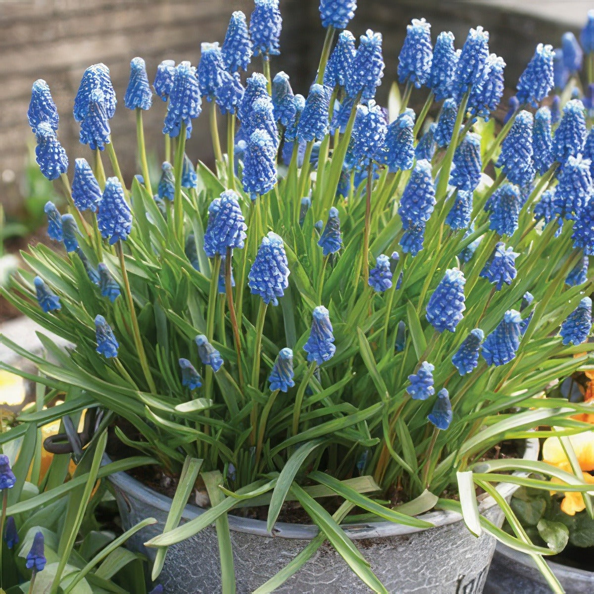 Grape Hyacinth Blue Pkghyblu - Garden Express Australia