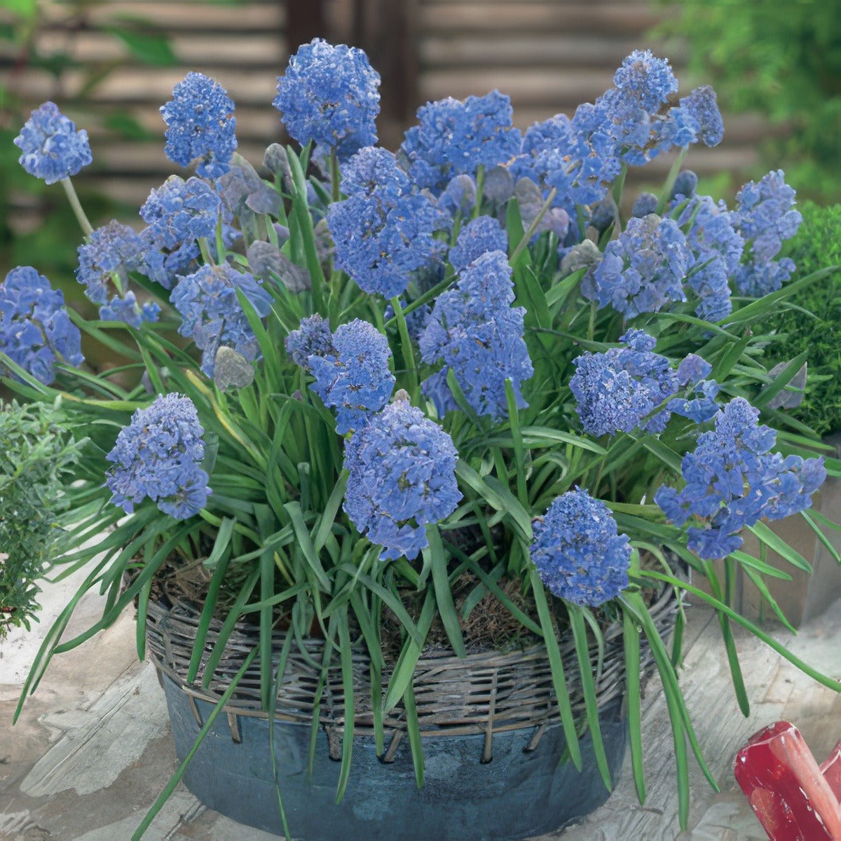 Muscari Fantasy Creation Pkmusfcr 2019 - Garden Express Australia