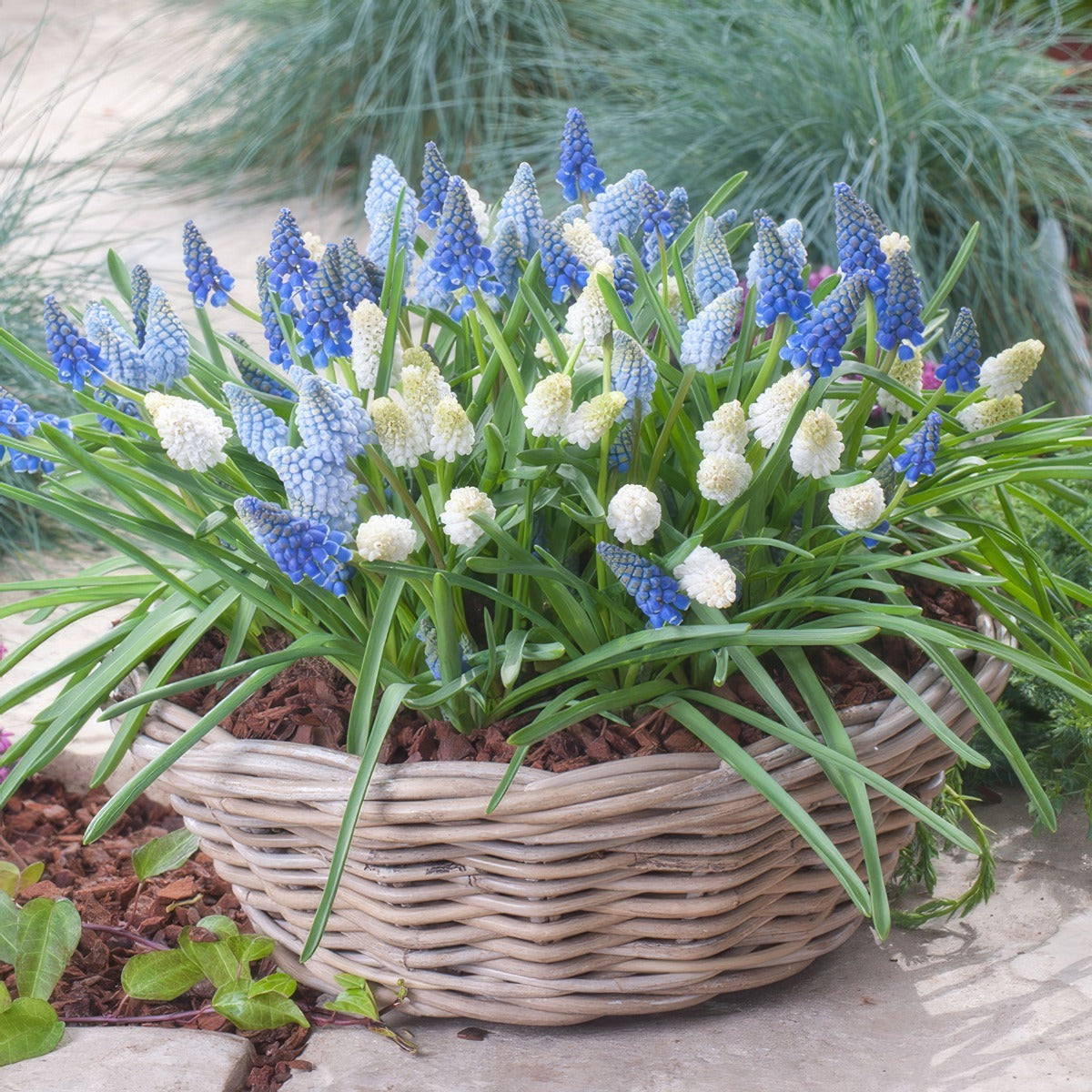Muscari Magiccarpet Mixed 2 Pkmusmcm 2026 - Garden Express Australia