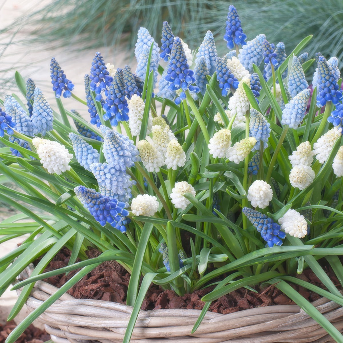 Muscari Magiccarpet Mixed Pkmusmcm 2026 - Garden Express Australia