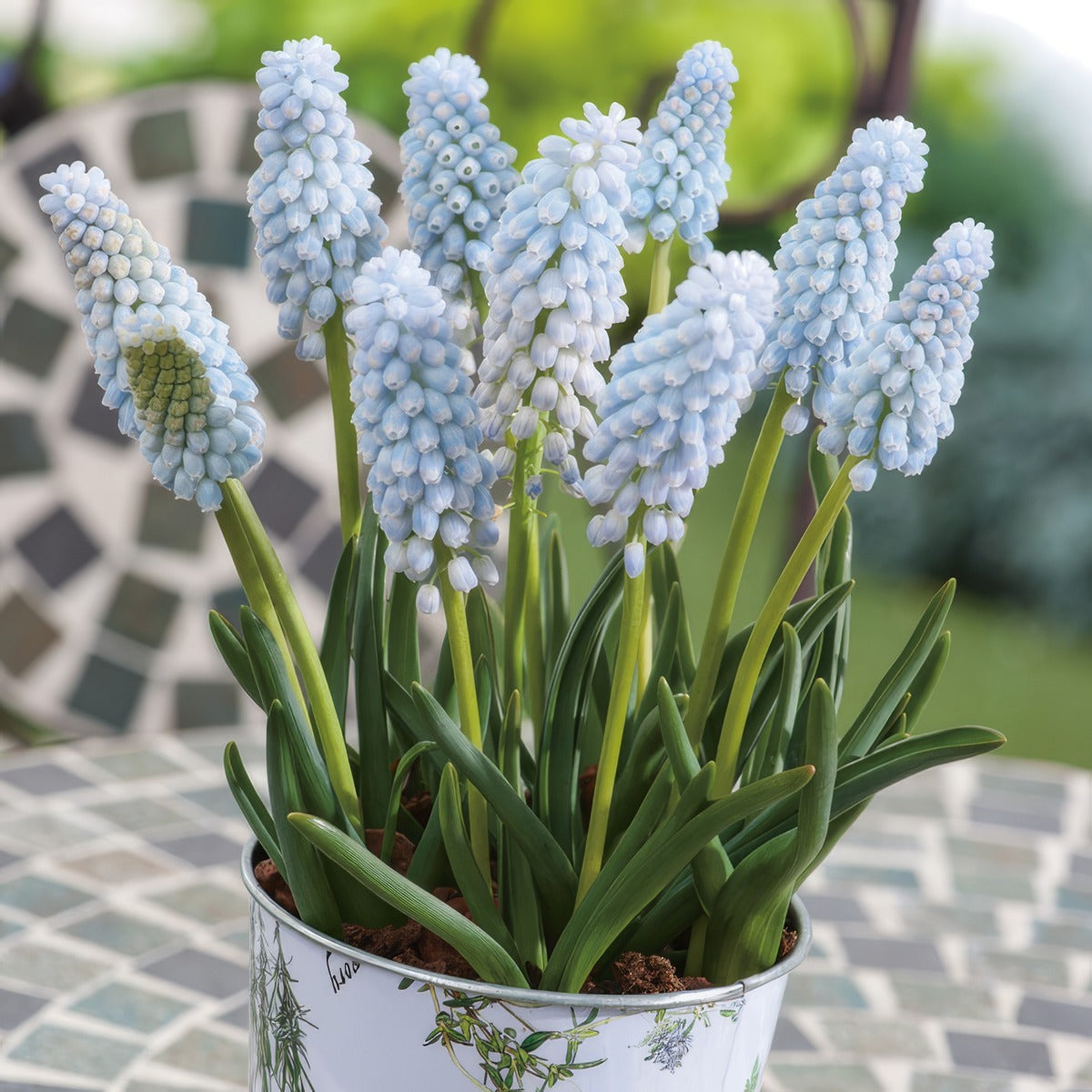 Grape Hyacinth Babys Breath Pkghybbr - Garden Express Australia