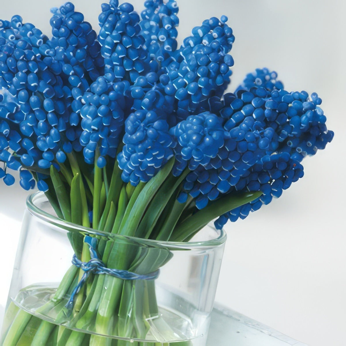 Grape Hyacinth Big Smile Pkghybsm - Garden Express Australia
