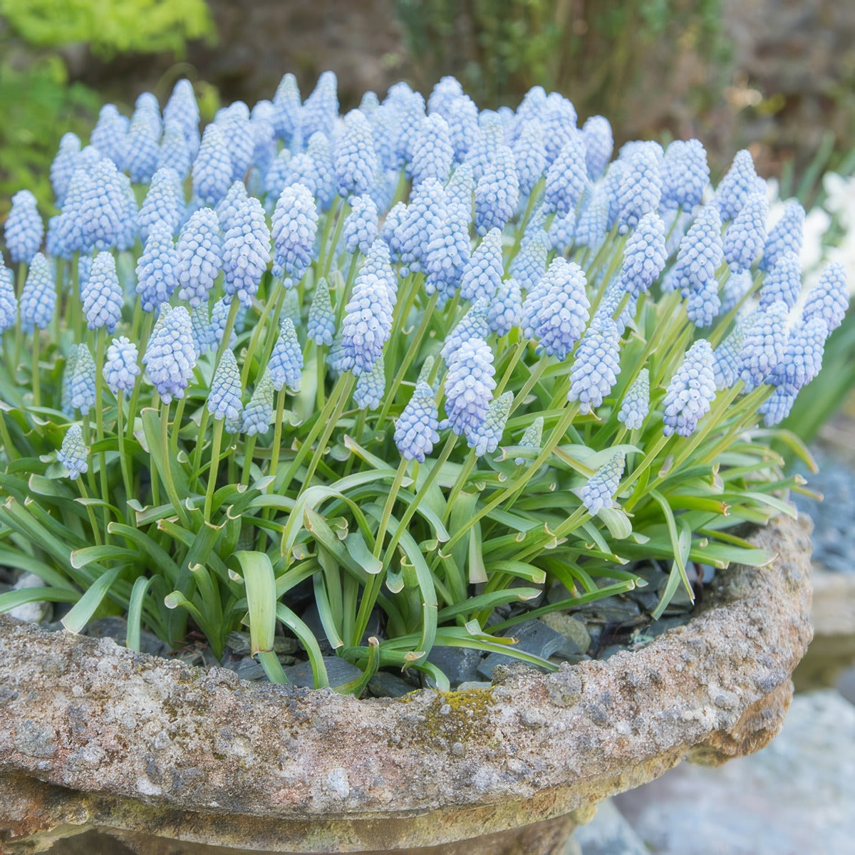 Grape Hyacinth Valerie Finnis Pkmusvfi 2026 - Garden Express Australia