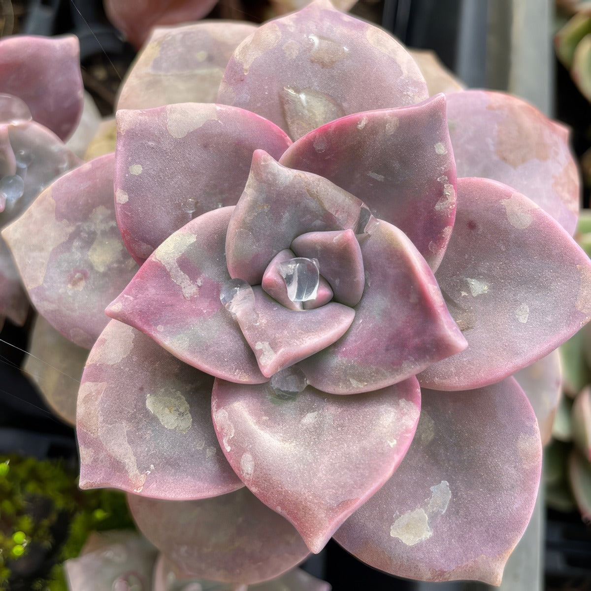 Graptoveria Crystal P68gracry - Garden Express Australia