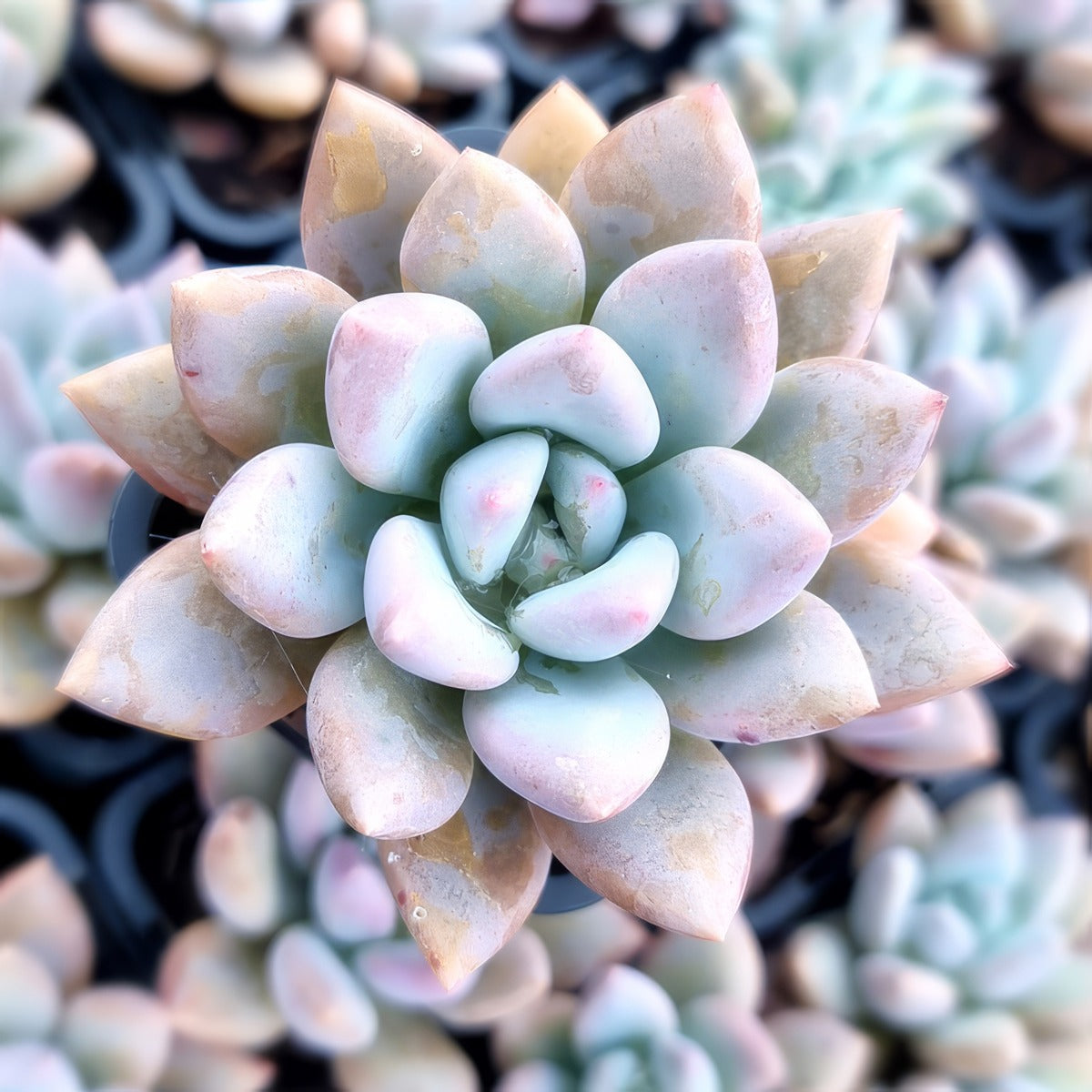 Graptoveria Opalina P68graopa - Garden Express Australia
