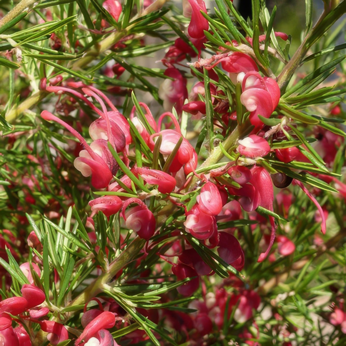 Grevilleacherryripe - Garden Express Australia