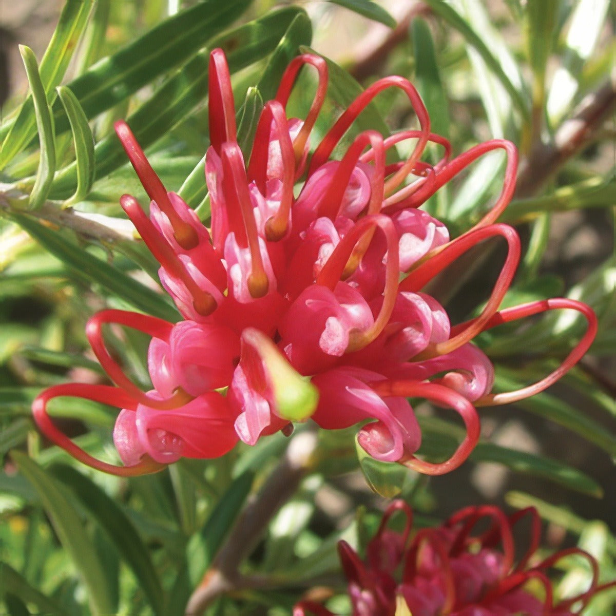 Grevillea Gin Gin Gem Mnsfld 2 15 - Garden Express Australia