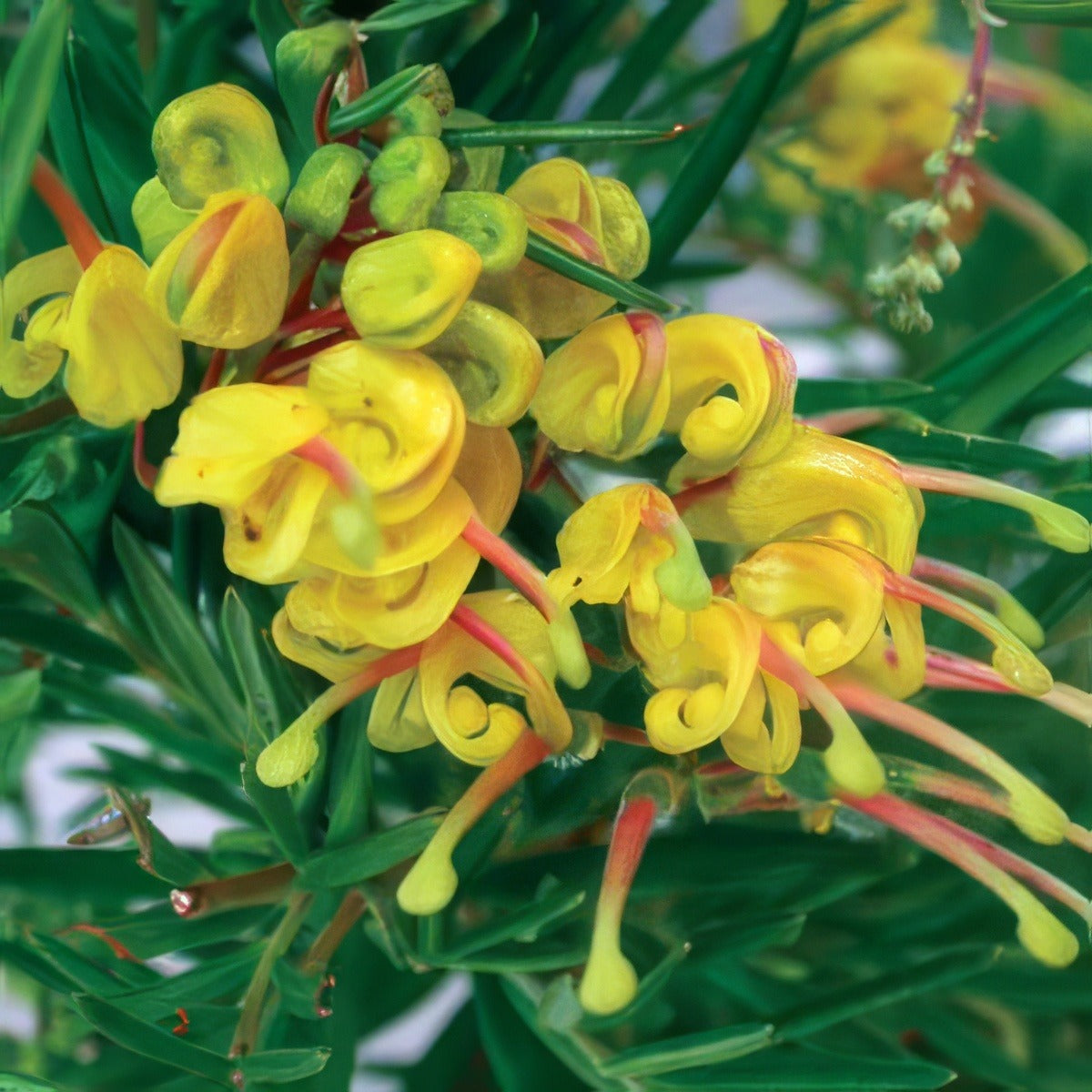 Grevillea Lemon Daze - Garden Express Australia