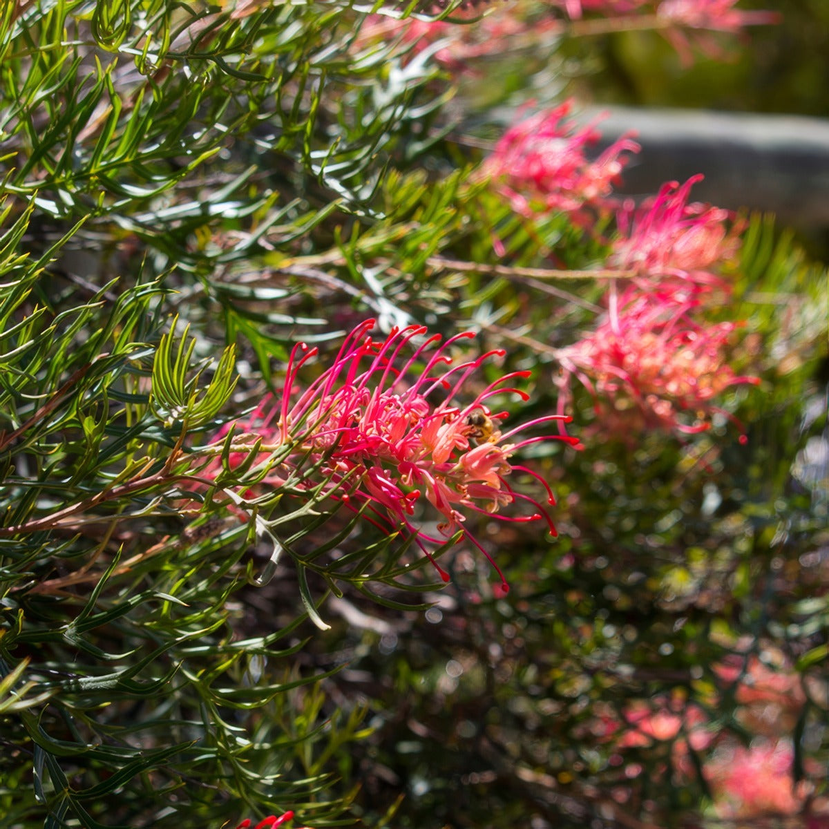 Grevillea Little Robyn Lpogrelro - Garden Express Australia