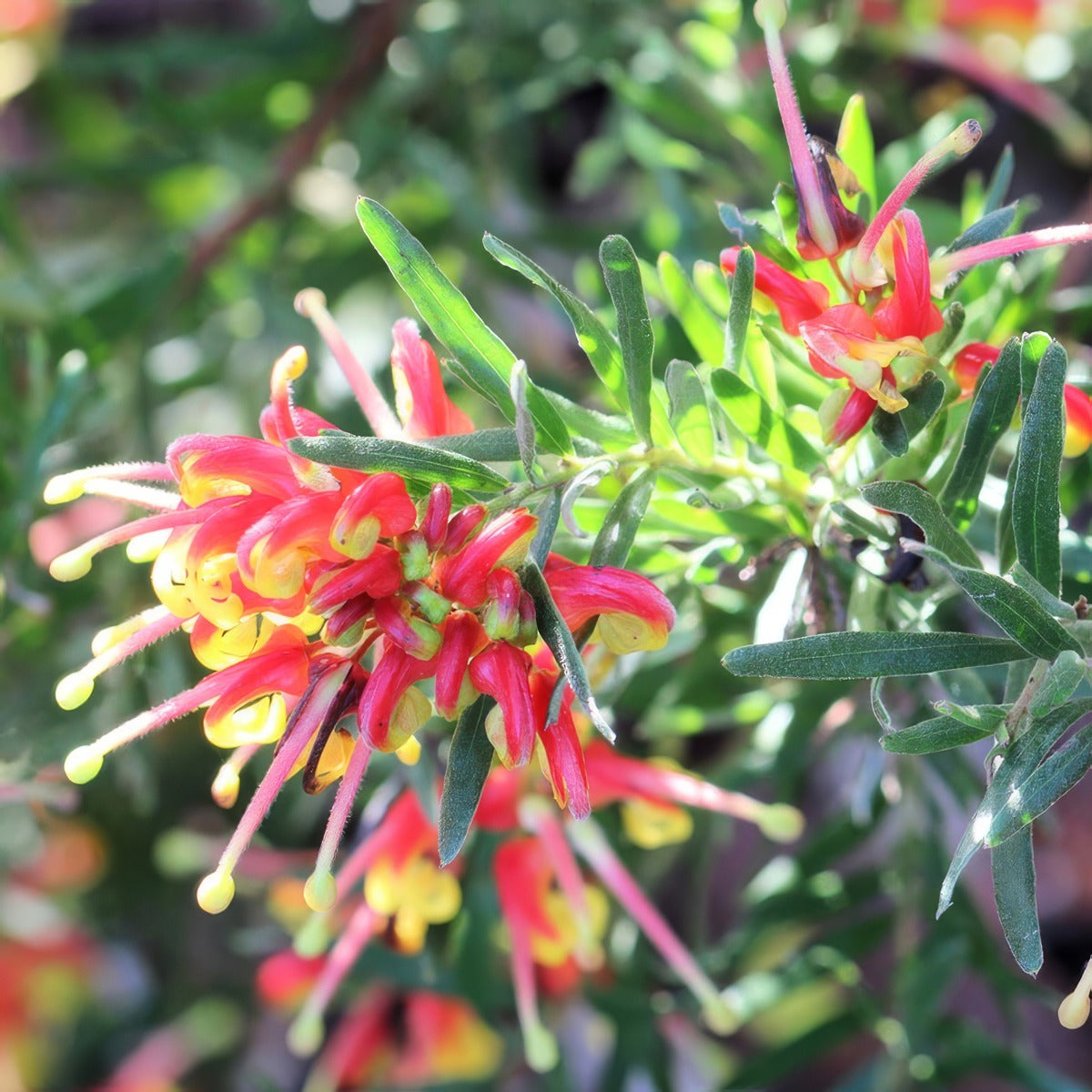 Grevillea Bonnie Prince Charlie Lpogrebpc - Garden Express Australia