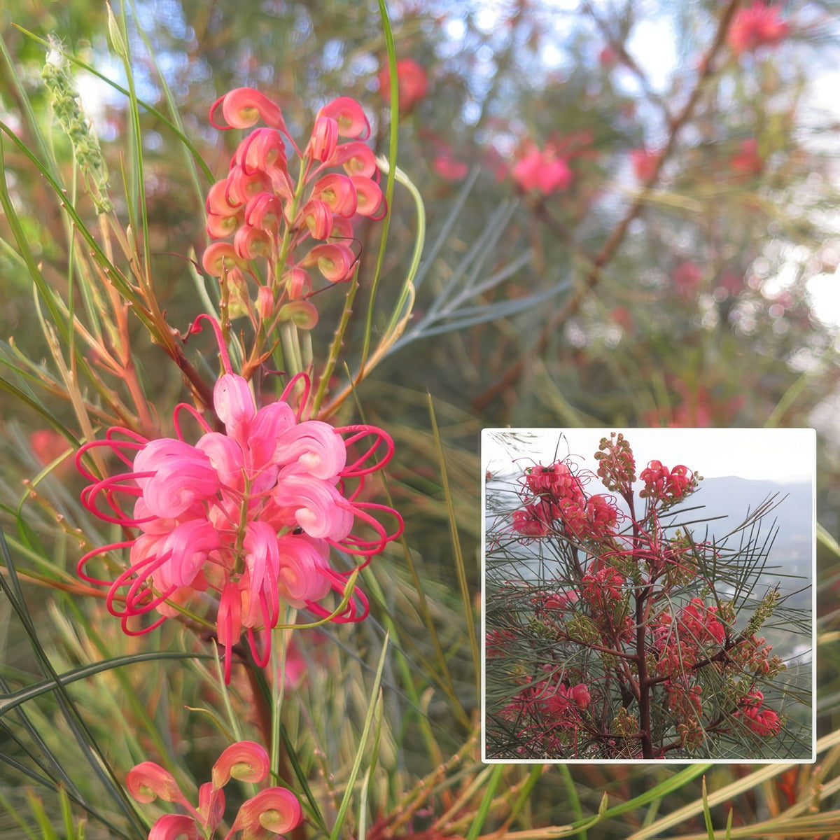 Grevillea Elegance P14greele - Garden Express Australia