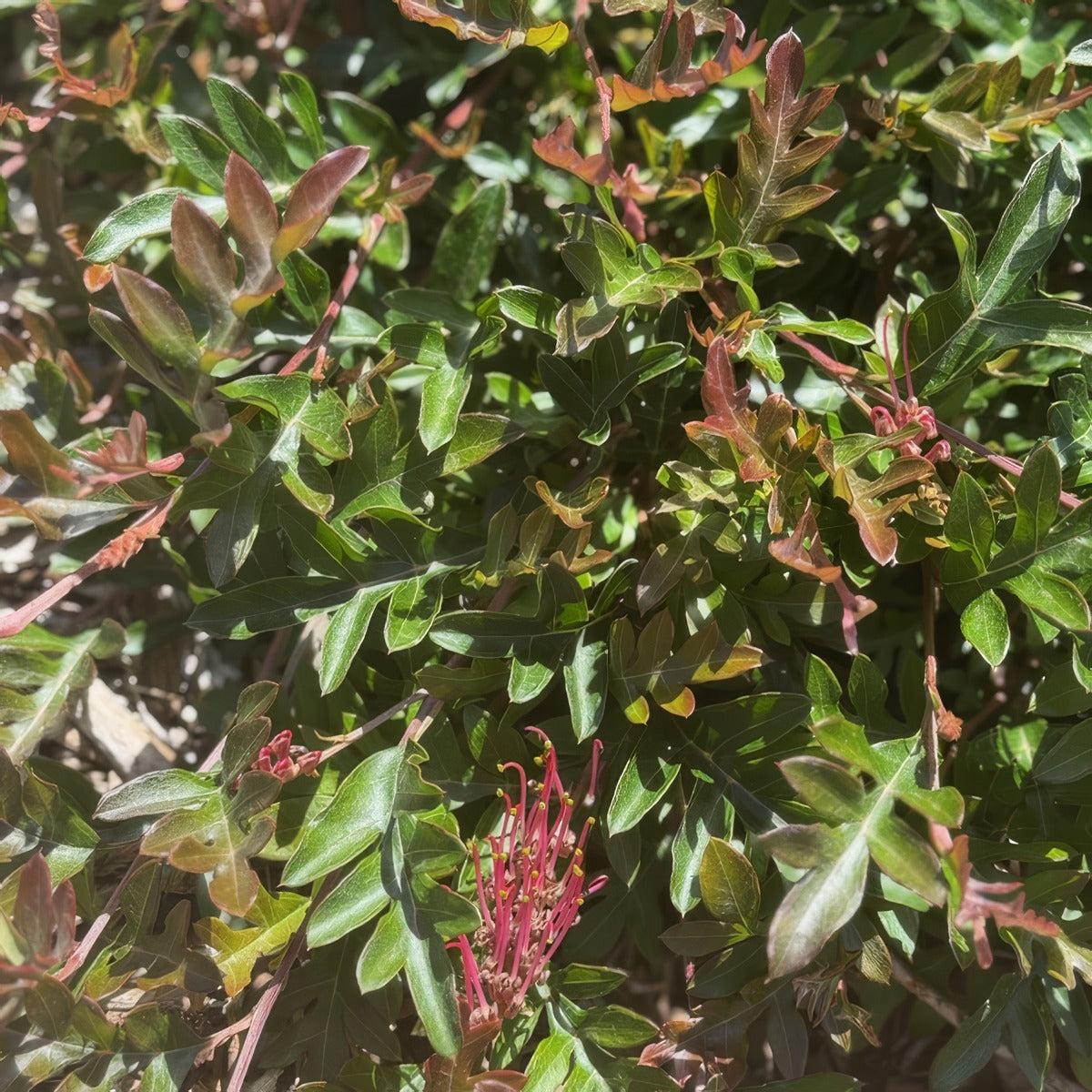 Grevillea Fishbone Flat Lpogrefft - Garden Express Australia