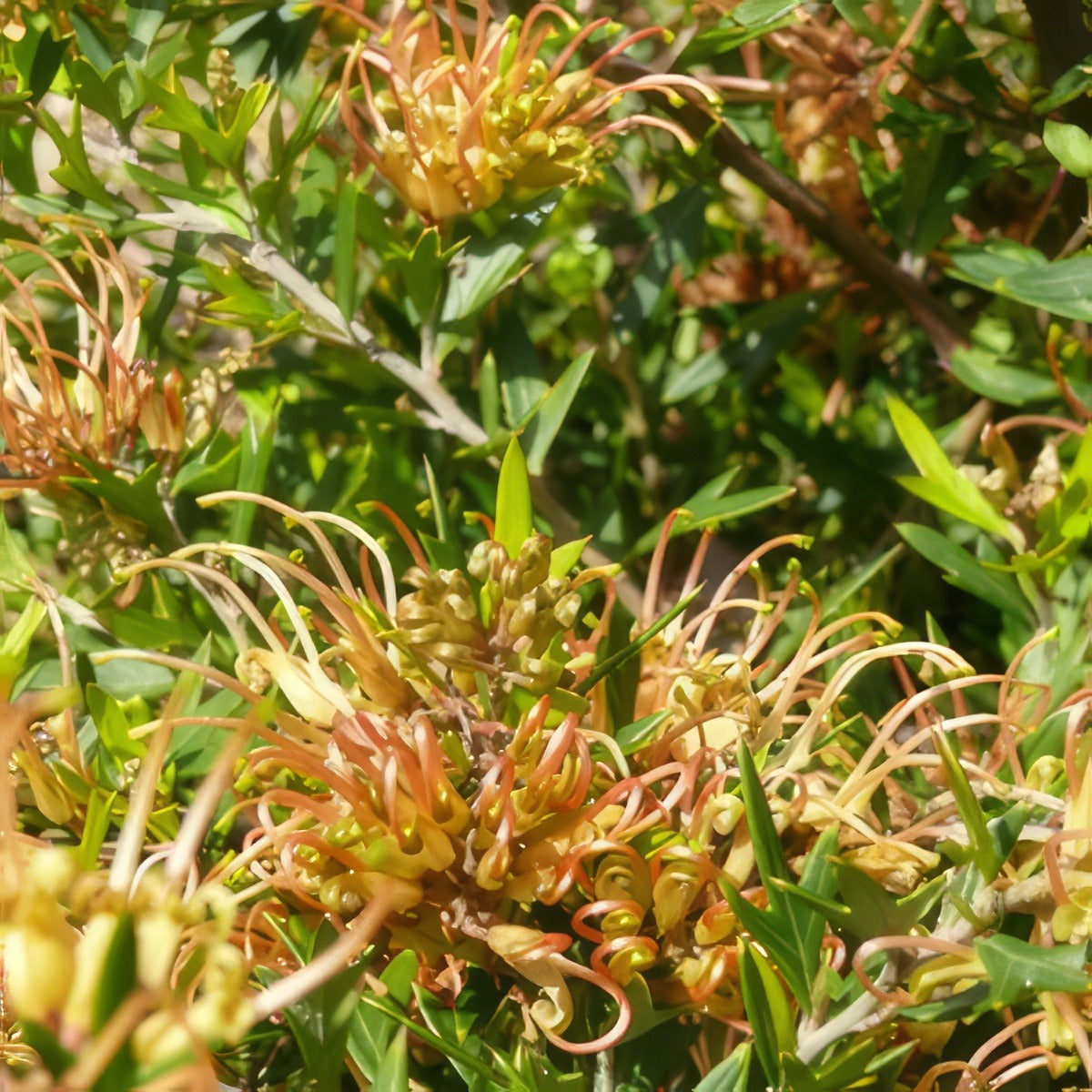 Grevillea Old Gold 16 - Garden Express Australia