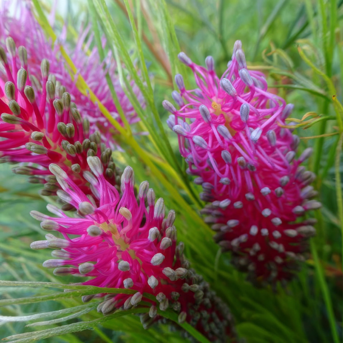 Grevillea Panrock Princess Lpogreppr - Garden Express Australia
