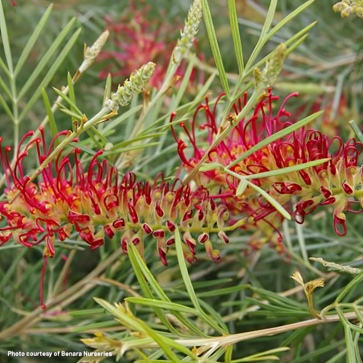 Grevillea Rsl Spirit Of Anzac Lpogrespa - Garden Express Australia