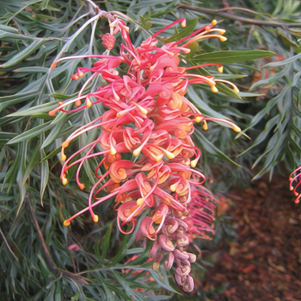 Grevillea Superb Lpogresup - Garden Express Australia