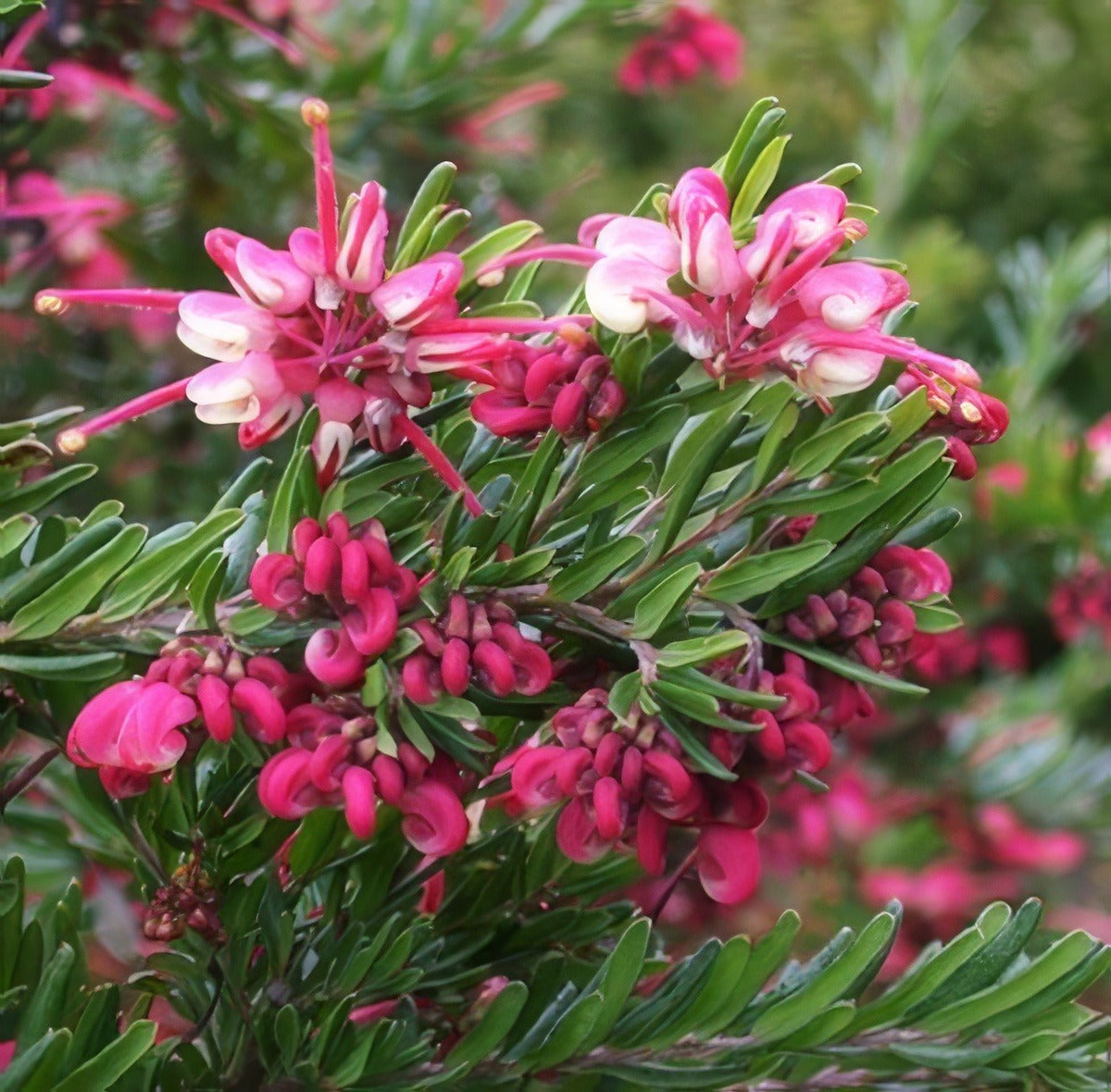 Grevillea Tuckers Dwarf - Garden Express Australia