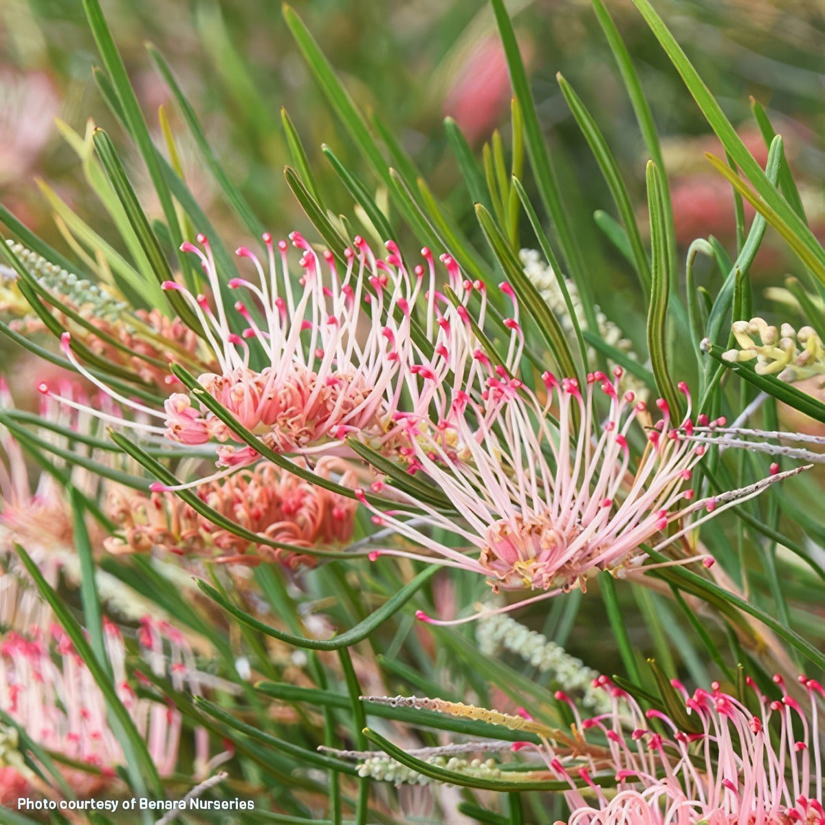 Grevillea Aphrodites Dream P14greadr - Garden Express Australia