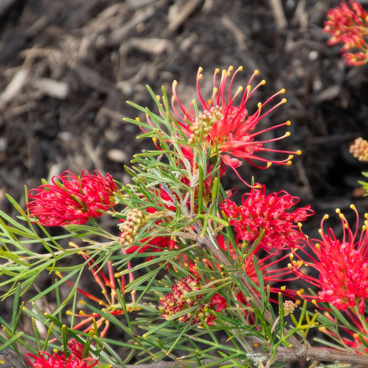 Grevillea Flaming Red - Garden Express Australia