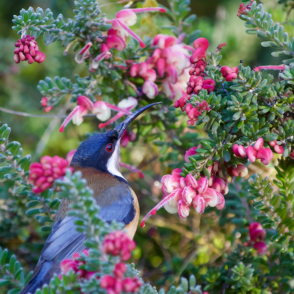 Grevillea Honeyeater Heaven Pplgrehhe - Garden Express Australia