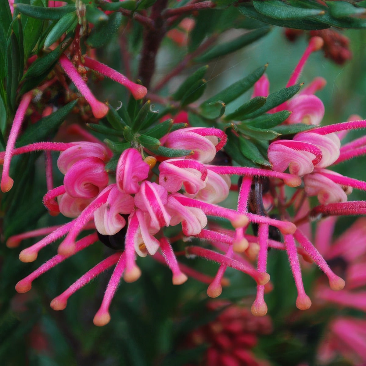 Grevillea Rosys Baby Lpogrerba - Garden Express Australia