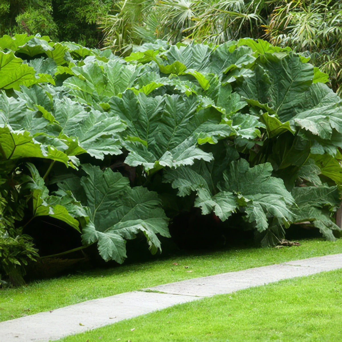Gunnera 16 - Garden Express Australia