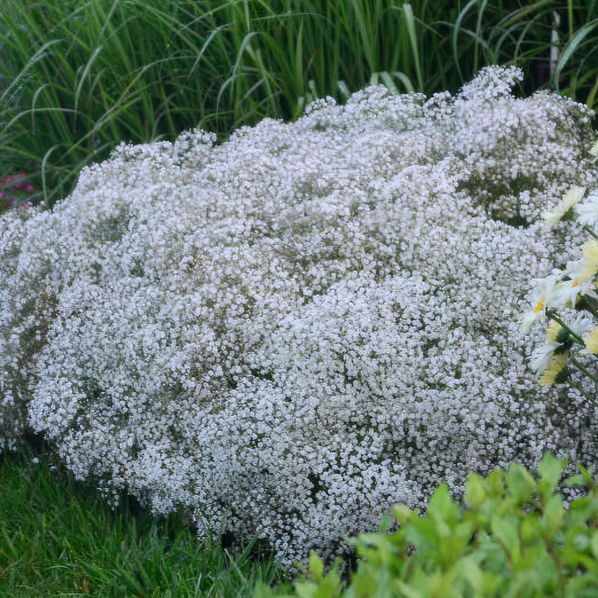 Gypsophila Summer Sparkles 1 - Garden Express Australia