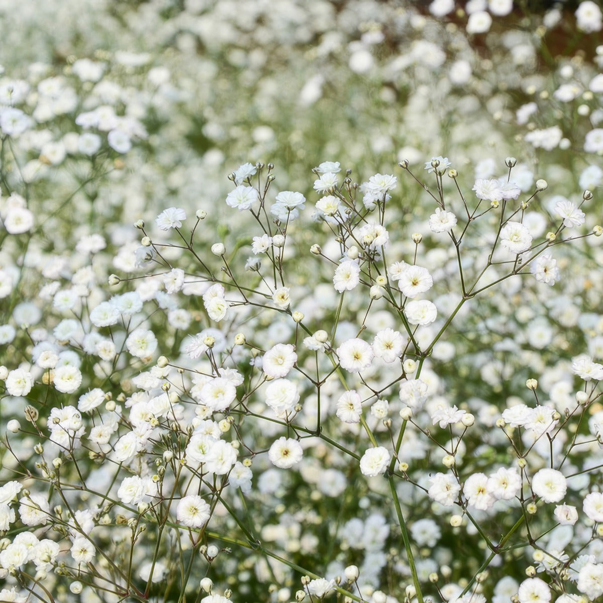 Gypsophila Summer Sparkles - Garden Express Australia