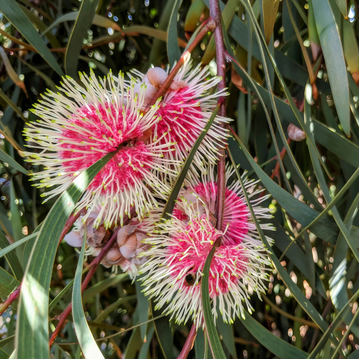 Pincushion Hakea Lpopinhak - Garden Express Australia