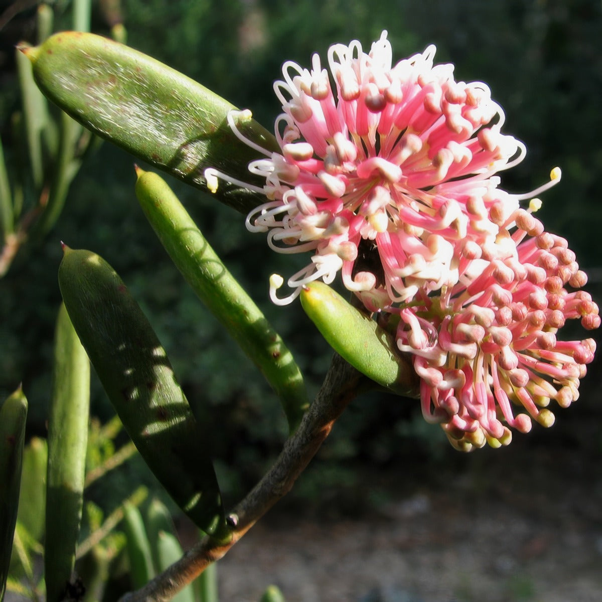 Hakea Clavata By Melburnian Via Wikimedia Commons P14hakcla - Garden Express Australia