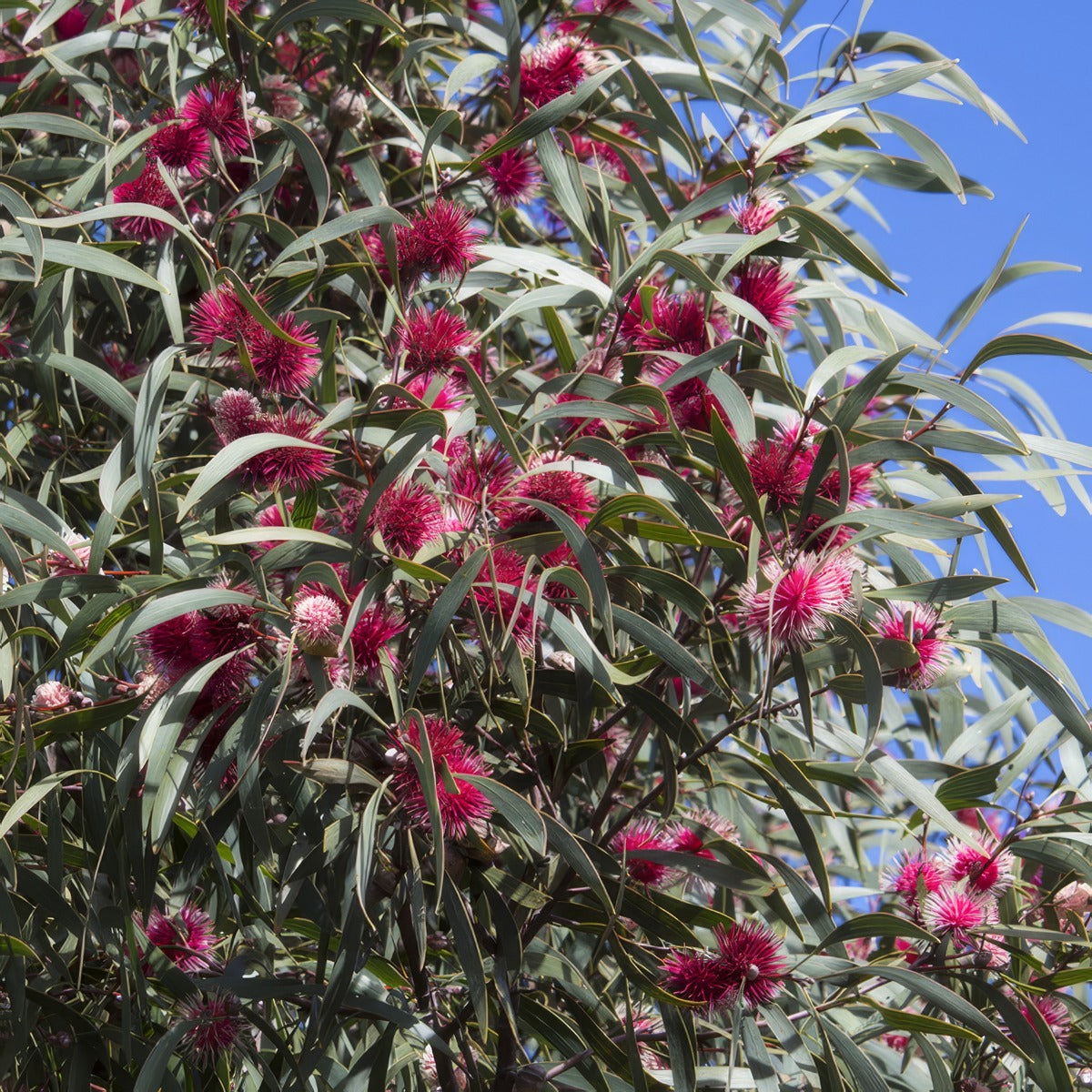 Pincushion Hakea - Garden Express Australia