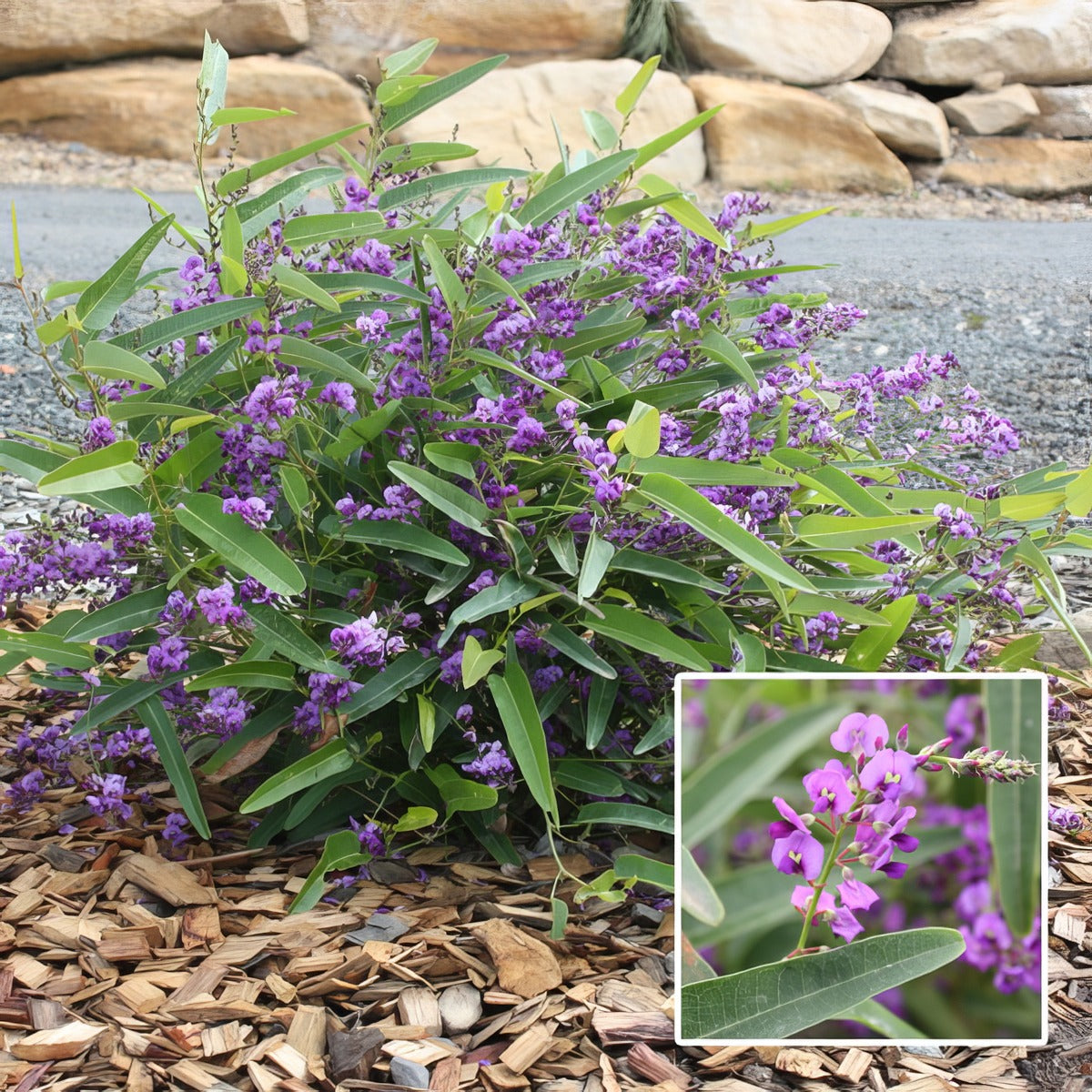 Hardenbergia Meema Lpoharmee - Garden Express Australia